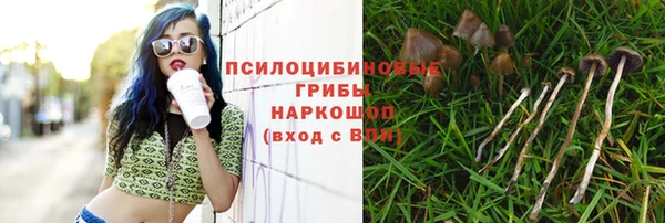 сатива Володарск